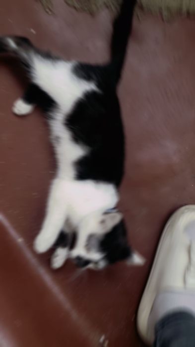 Віддаю кота безкоштовно у добрі руки