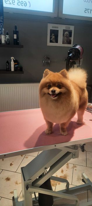 Szkolenie Groomerskie