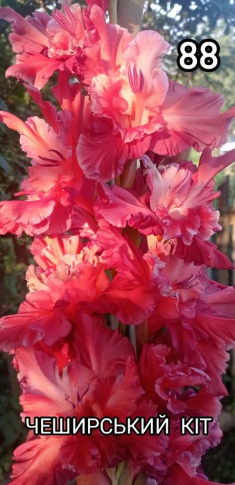 Продам цибулини гладіолусів