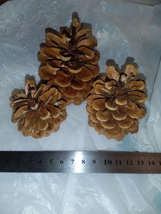 шишка сосновая сухая для заливок эпоксидной смолой