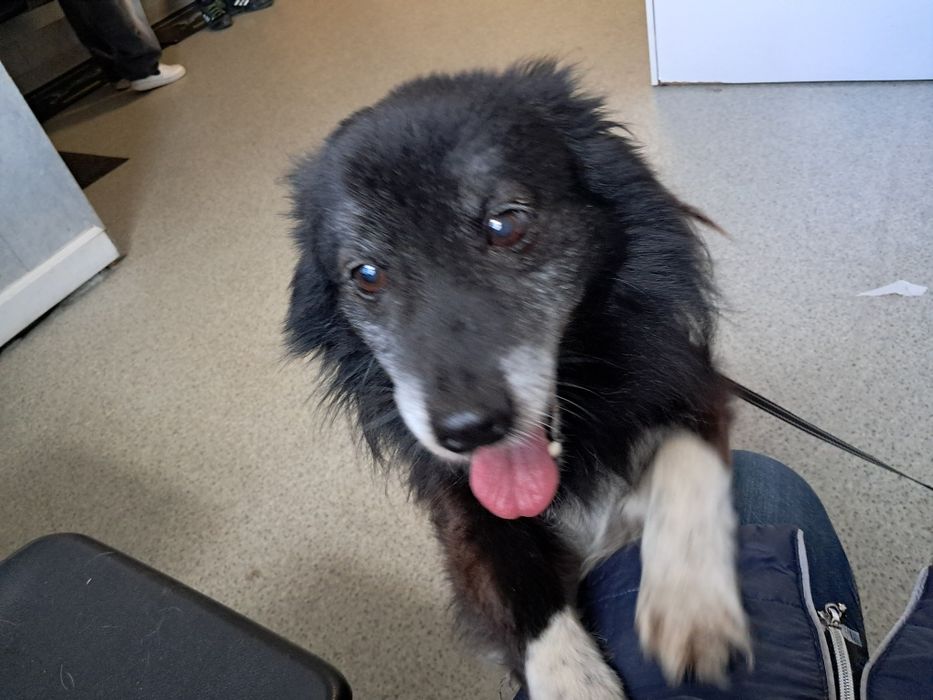 Czy Misio znajdzie domek?