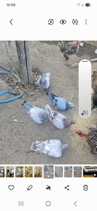 Pombos mundanos 20€ o casal