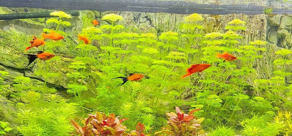 Mieczyki czerwone i wagtail