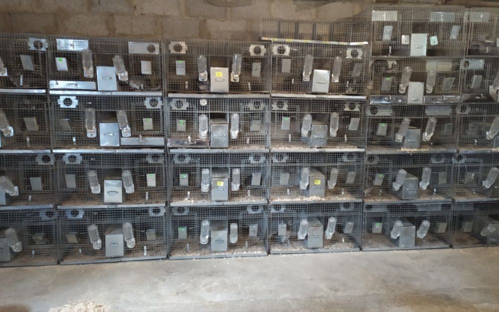 Продам терміново клітки до шиншил