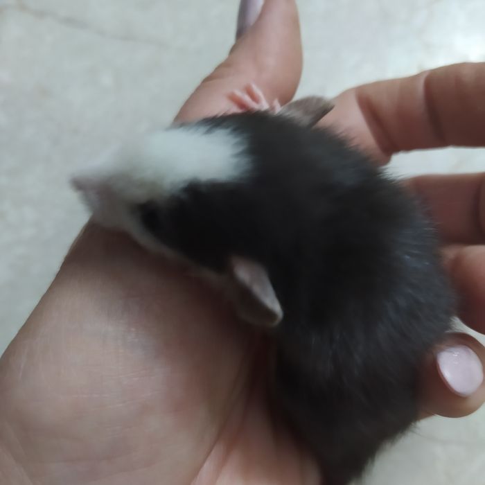 Крыса Дамбо( крысята, пацюк) ручные малыши: 120 грн. - Гризуни Одеса на Olx