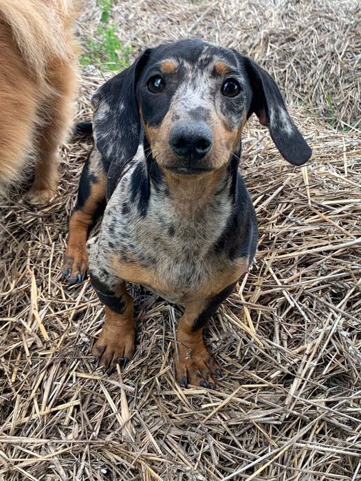 Цуцики такси різних окрасів