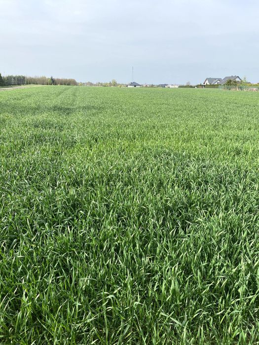 Duża działka w atrakcyjnej lokalizacji