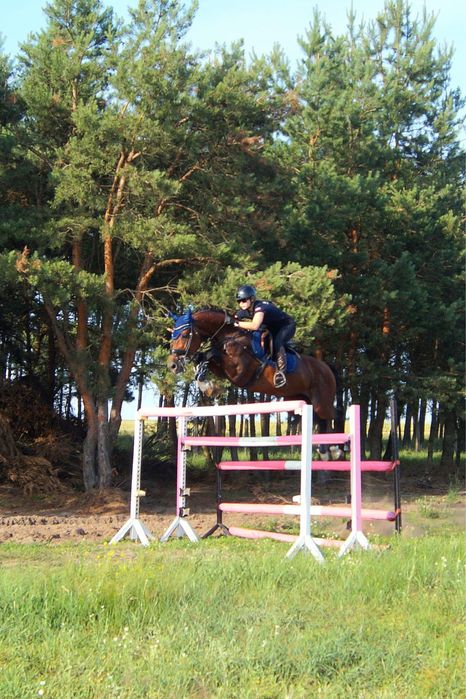 Stanówka ogierem oldenburg krycie