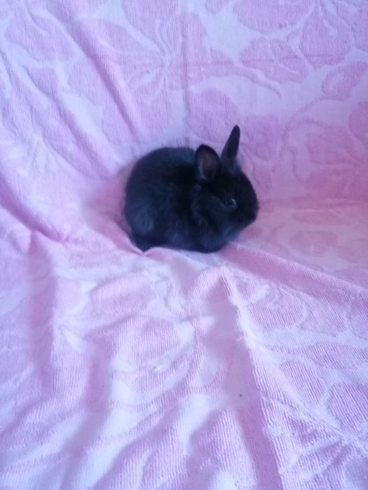 Króliczki karzełki króliki miniaturki