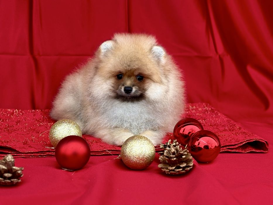Maleńki Pomeranian – słodki miś o cudownym charakterze!