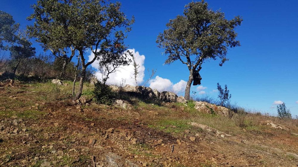 Quinta rica em água em Martim Longo