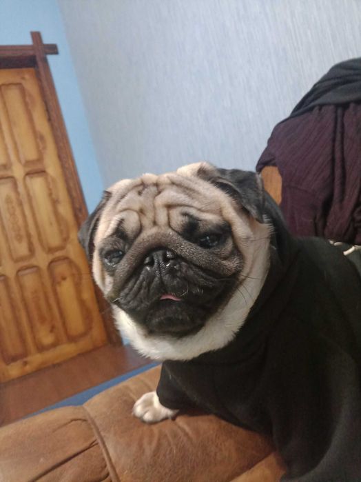 Пирожок ищет невесту.