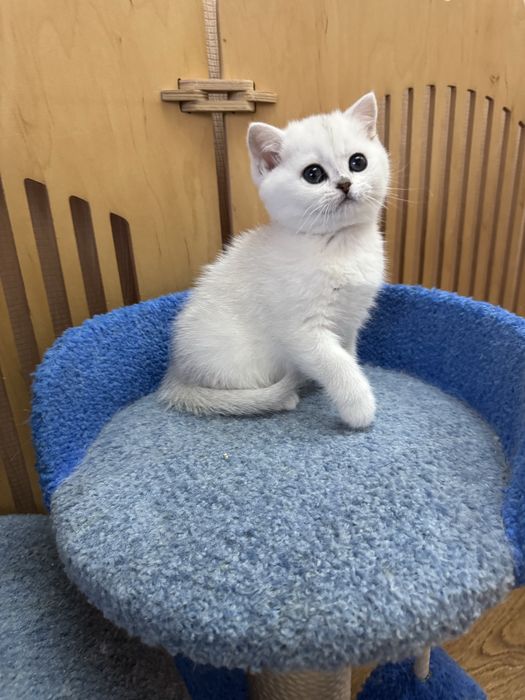 Сріблясті кошенята