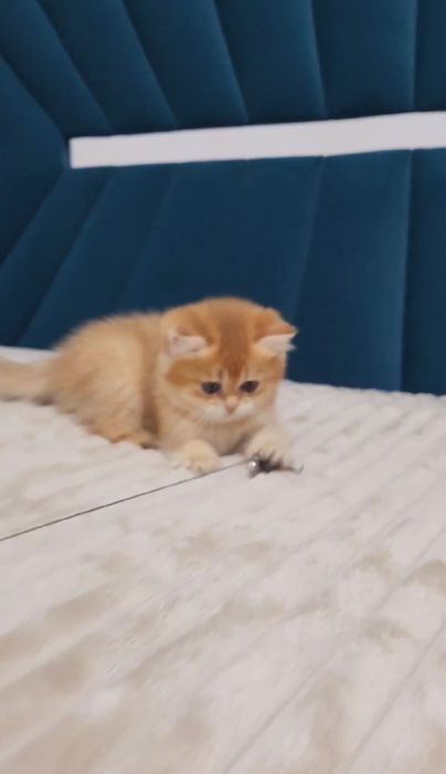 Дівчинка золота шиншила дівчинка