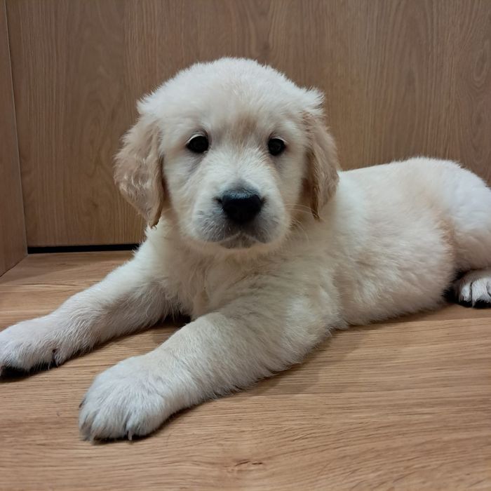 Golden retriever-rezerwacjia