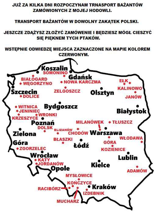 Sprzedam Bażanty Diamentowe (Bażant) z 2026r. WYSYŁAM - Samce i Samice