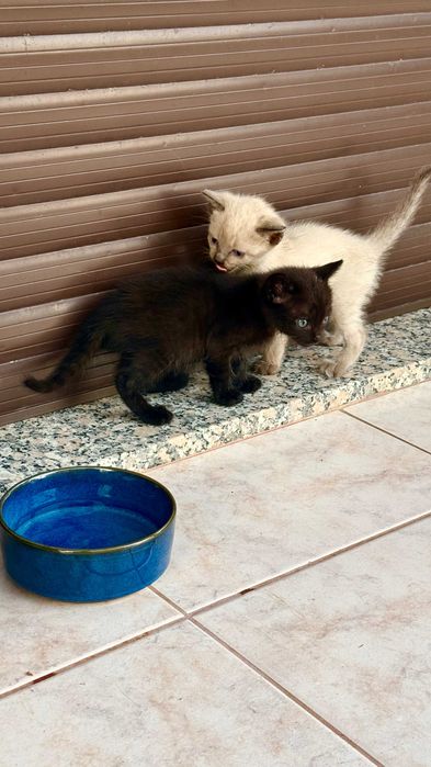 Gatinhos para adoção responsável – Braga / Vila Verde