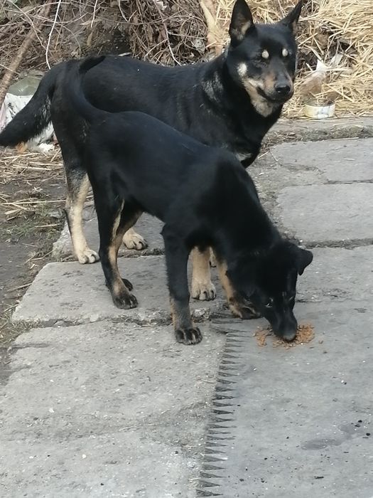 Допоможіть їм вижити