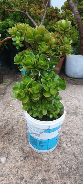 Suculentas - diversas variedades