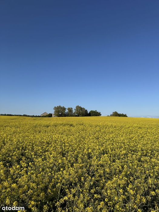 Działka rolna 13 ha Mikołajki Pomorskie