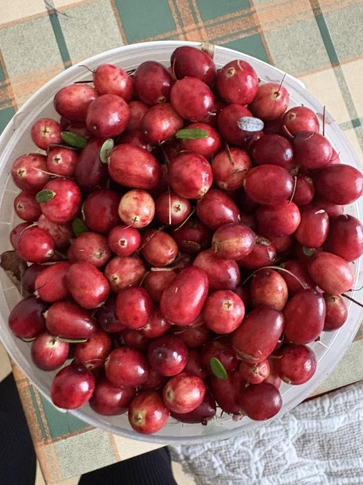 Продам журавлину великоплідну