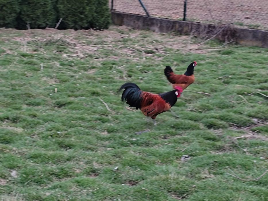 Kury Vorwerk jaja lęgowe- klasa wystawowa.
