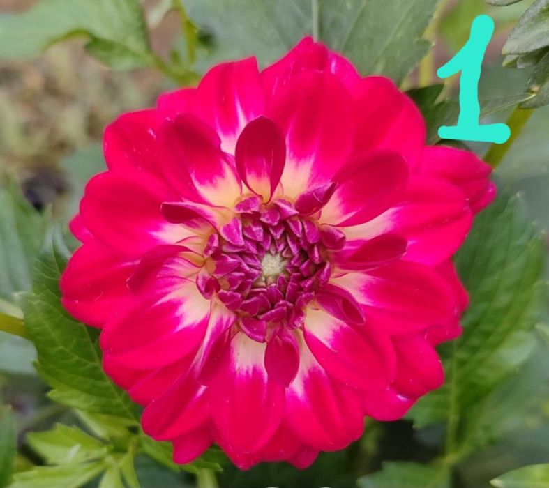 Бордюрна низькоросла жоржина 19 різних сортів