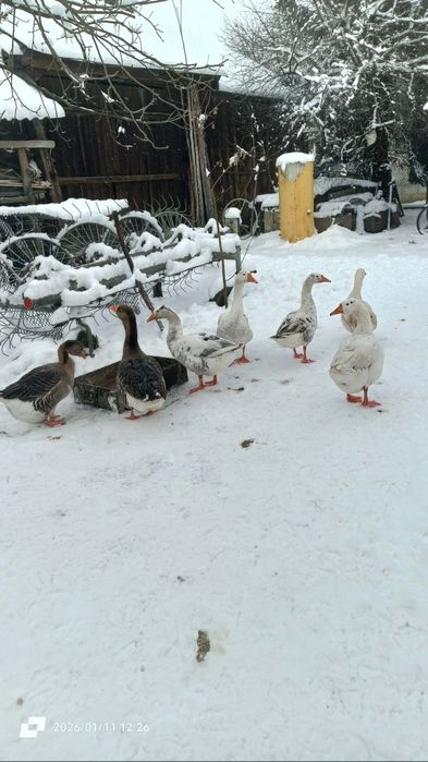 Sprzedam samce Gęsi