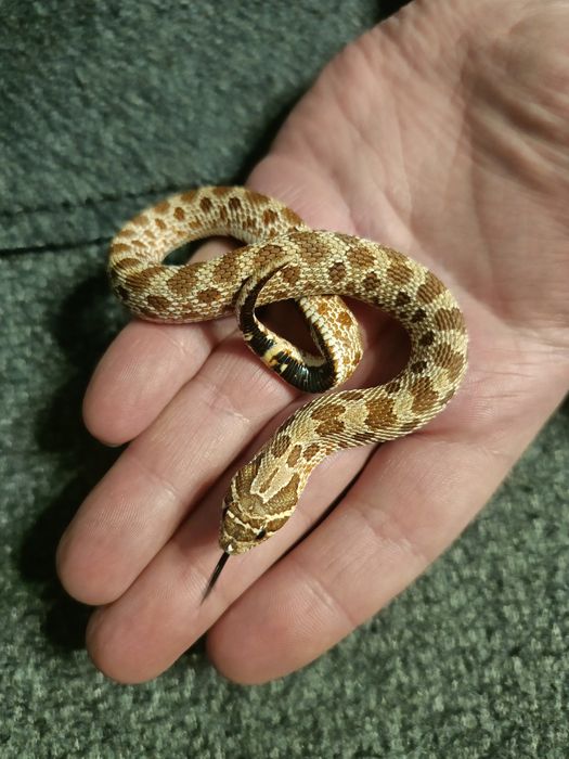 Heterodon Zachodni Parka