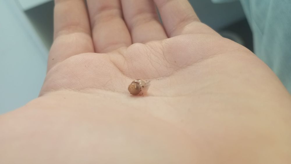 Ślimaki afrykańskie