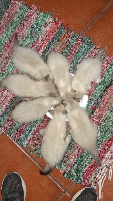 Dá-se gatinhos bebes