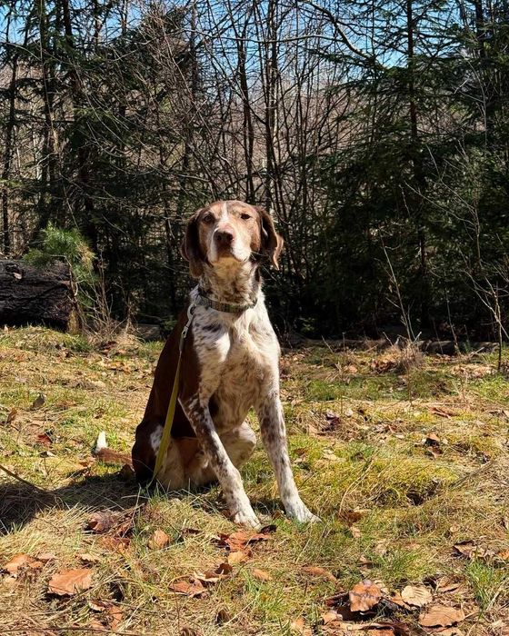 Тор, метис курцхаара, шукає дім