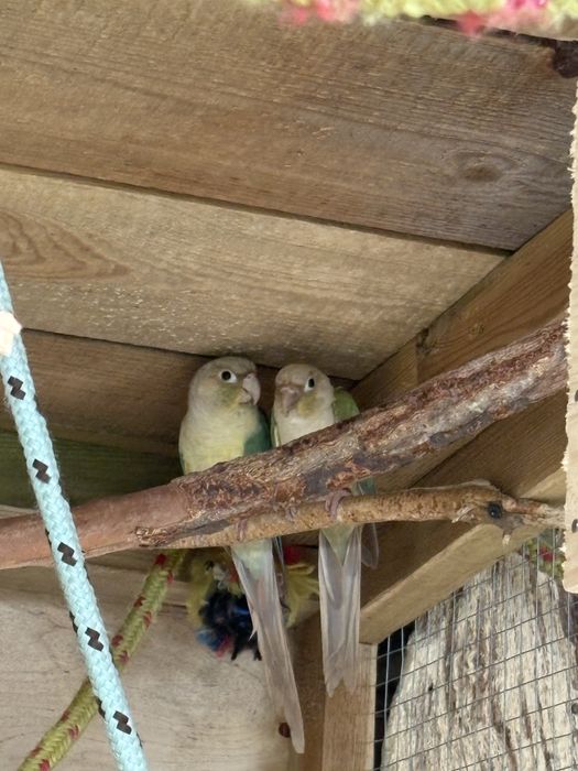 Sprzedam ptaki z 24r