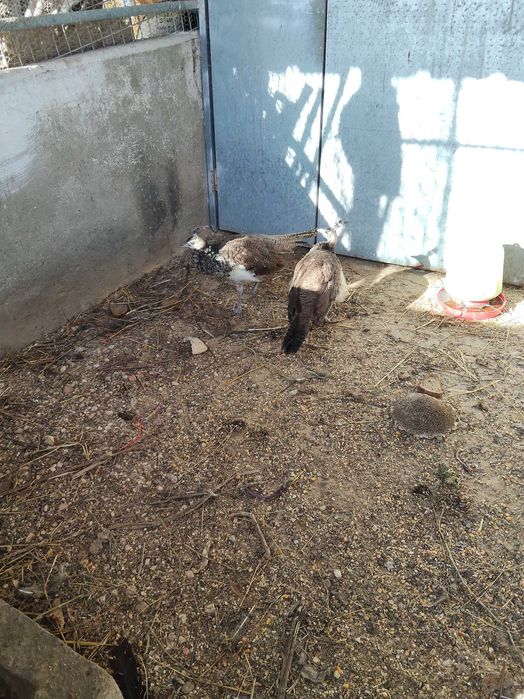 Casal de Pavões 2025