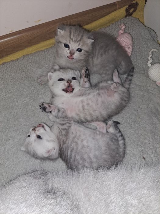 Кошенята срібної шиншили