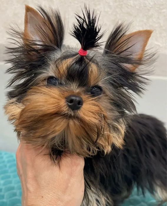 Щенки Йорки мальчик и девочка