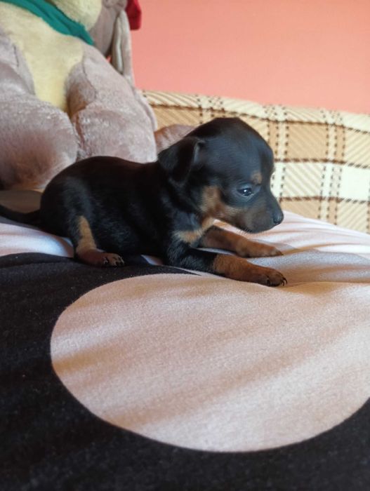 Pinczer miniaturka