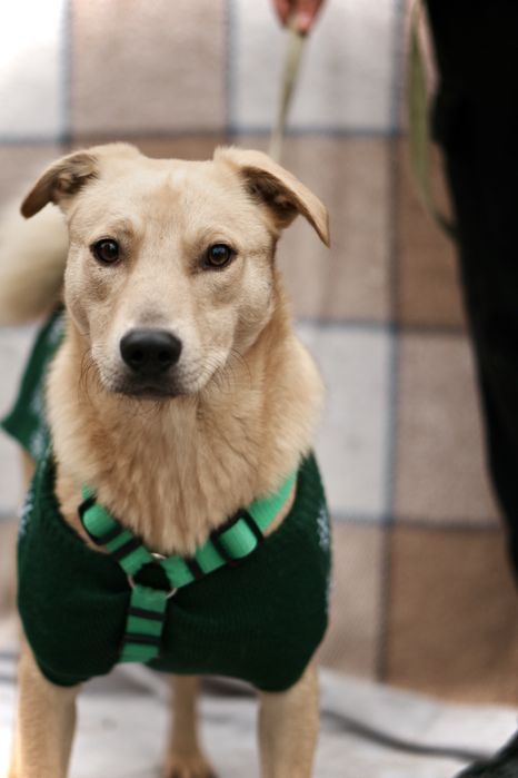 Невеличкий та розумний цуцик Майкі  в добрі руки!