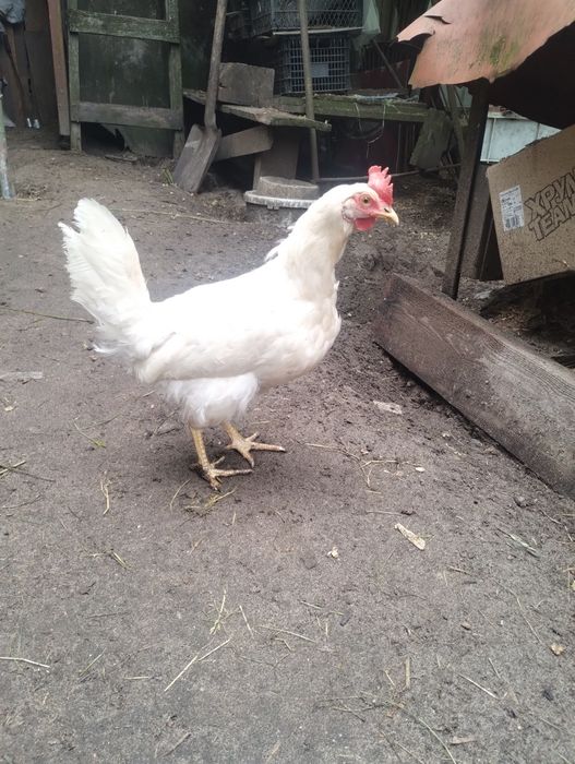Кури несушки,Ломан Сенді