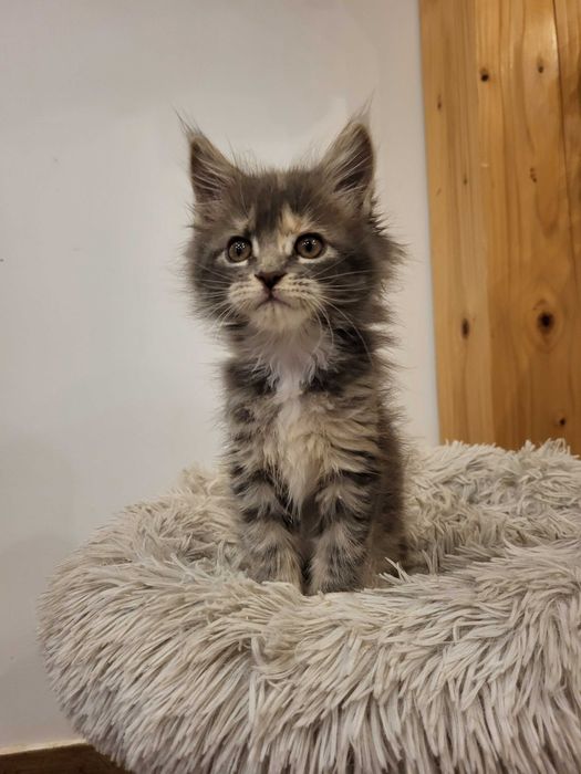 Holy Kotka Maine Coon