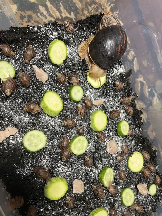 Гігантські африканські равлики Ахатина Фуліка, achatina fulica