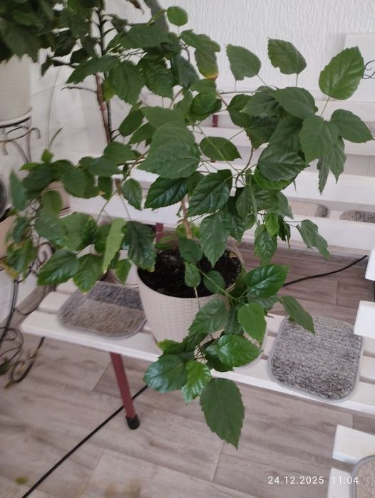 Китайськие  рози.Гибискус.