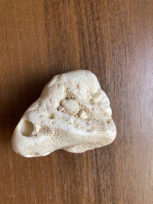 Ракушки морские в аквариум