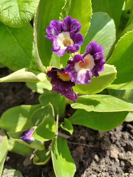 Примула альпійська, Аврикула, примула вушкова