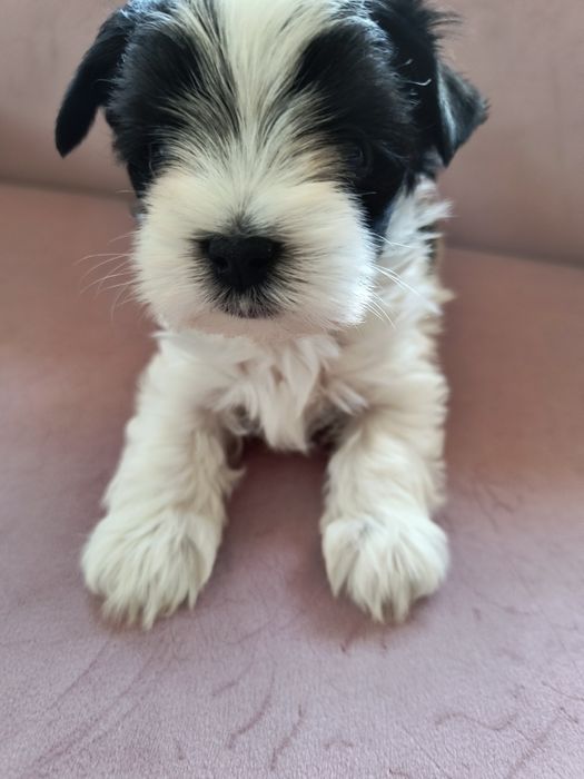 Śliczny Piesek Yorkshire Terrier Biewer