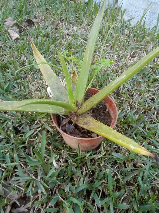 Planta Aloe Vera