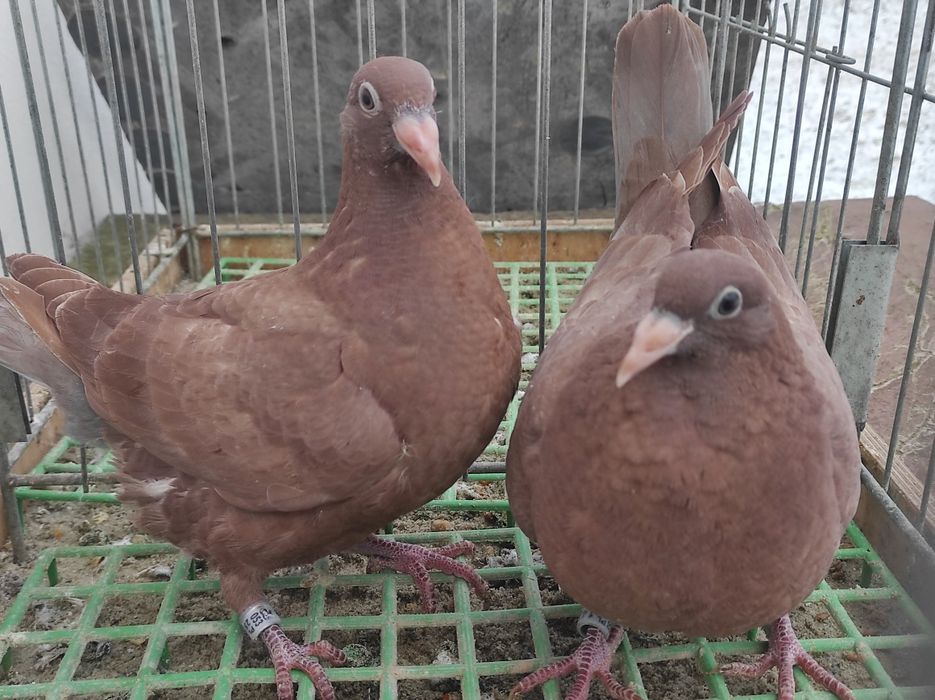 Gołębie pocztowe - Mulemansy młode