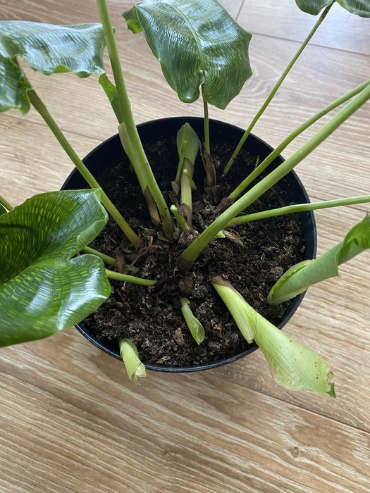 Calathea network