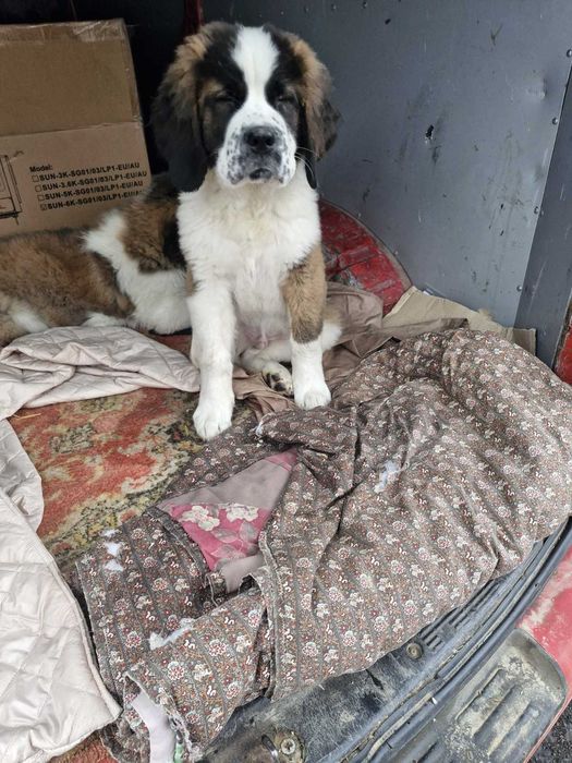 Продам Щенков  Сенбернара