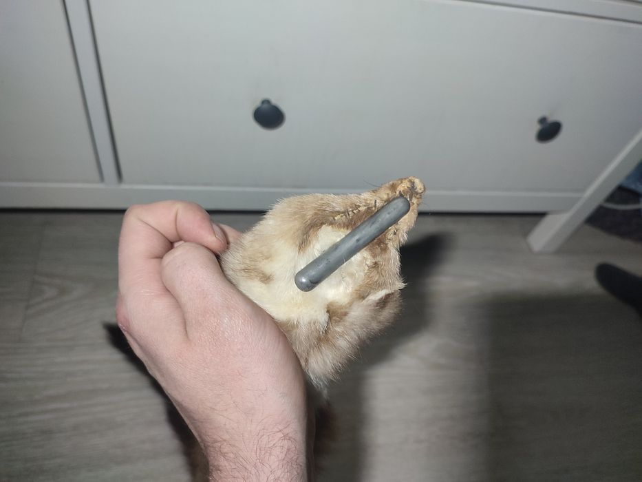 Skóra futro naturalne z kuny